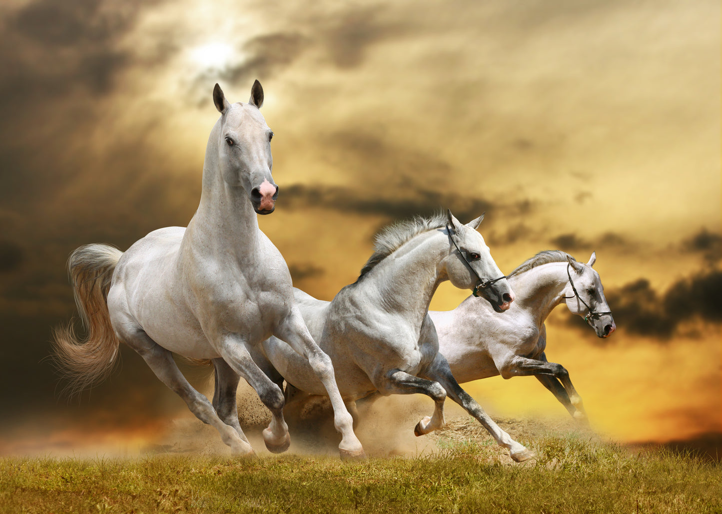 Running Horses Photograph Home Decor Premium Quality Poster Print Choose Your Sizes