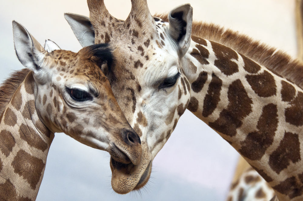 Giraffe Portrait Photograph Home Decor Premium Quality Poster Print Choose Your Sizes