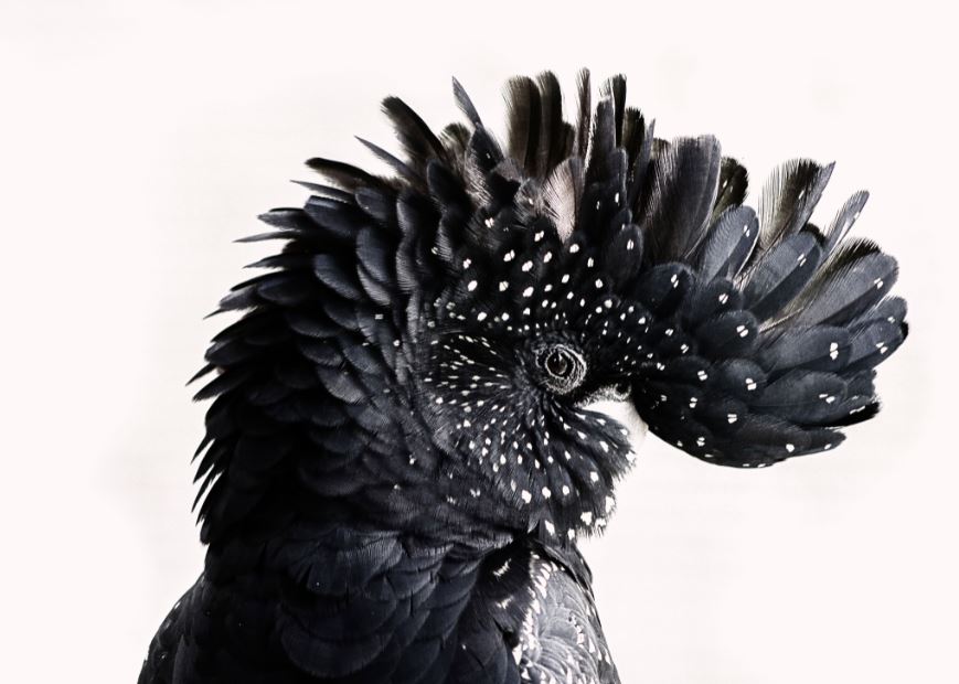 Black Bird Portrait Photograph Print 100% Australian Made