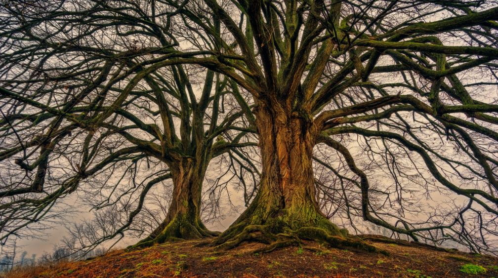 Dead Trees in Forest Photograph Print 100% Australian Made