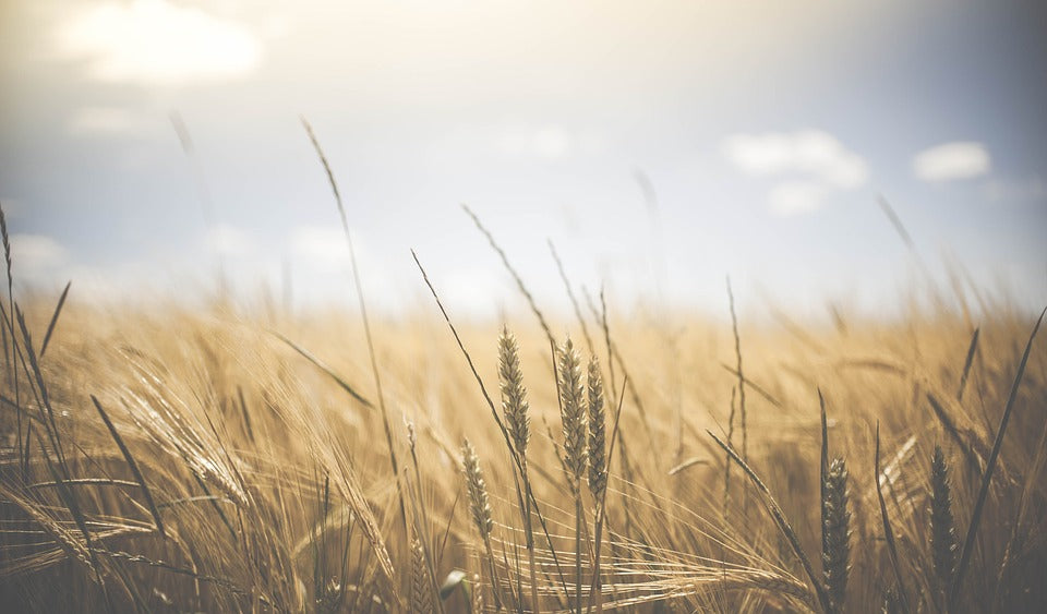 Misty Grass Field Photograph Print 100% Australian Made