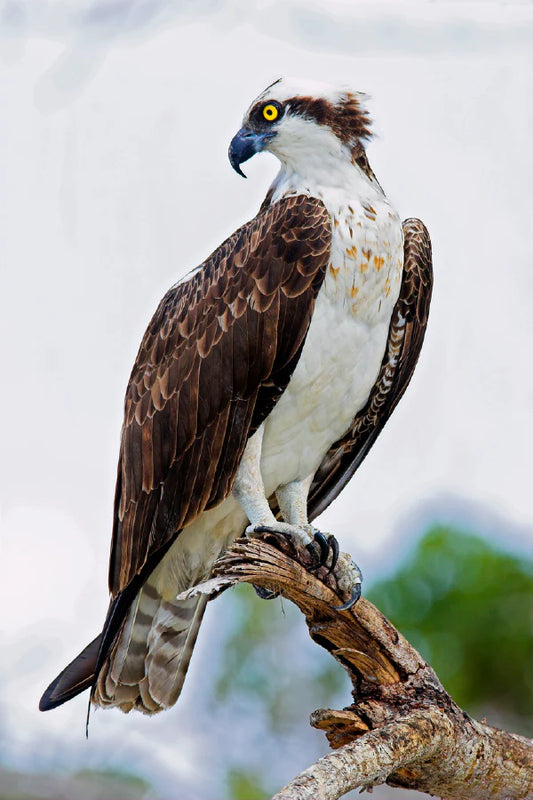 Elevate Your Space with the Majestic Osprey Eagle on a Tree Branch