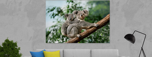 Koalas in Wall Art: Why Australia’s Favourite Animal Belongs on Your Walls