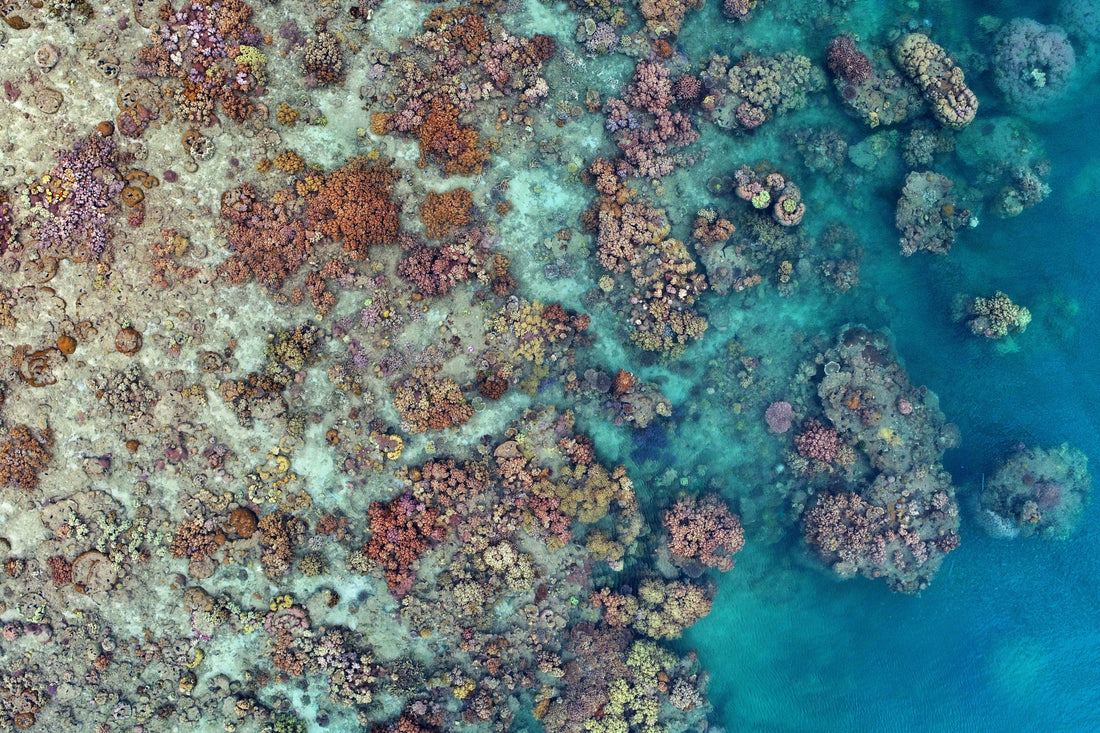 Exploring the Great Barrier Reef Through Stunning Wall Art
