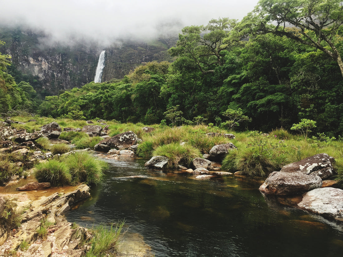 Lamington National Park: Lush Rainforest Wall Art Inspiration