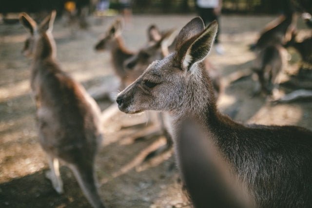 Australia’s Most Fascinating Wildlife and Native Animals