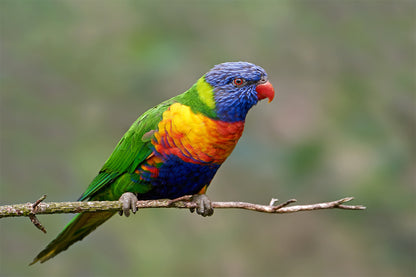 World Famous Vibrant Rainbow Lorikeet Avian Wildlife Ecosystem Australia  Wall Art Decor 100% Australian Made