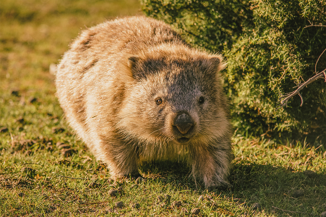 Wombat Maria Island Tasmania Wall Art Decor 100% Australian Made