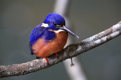 Azure Kingfisher Queensland Wall Art Decor 100% Australian Made