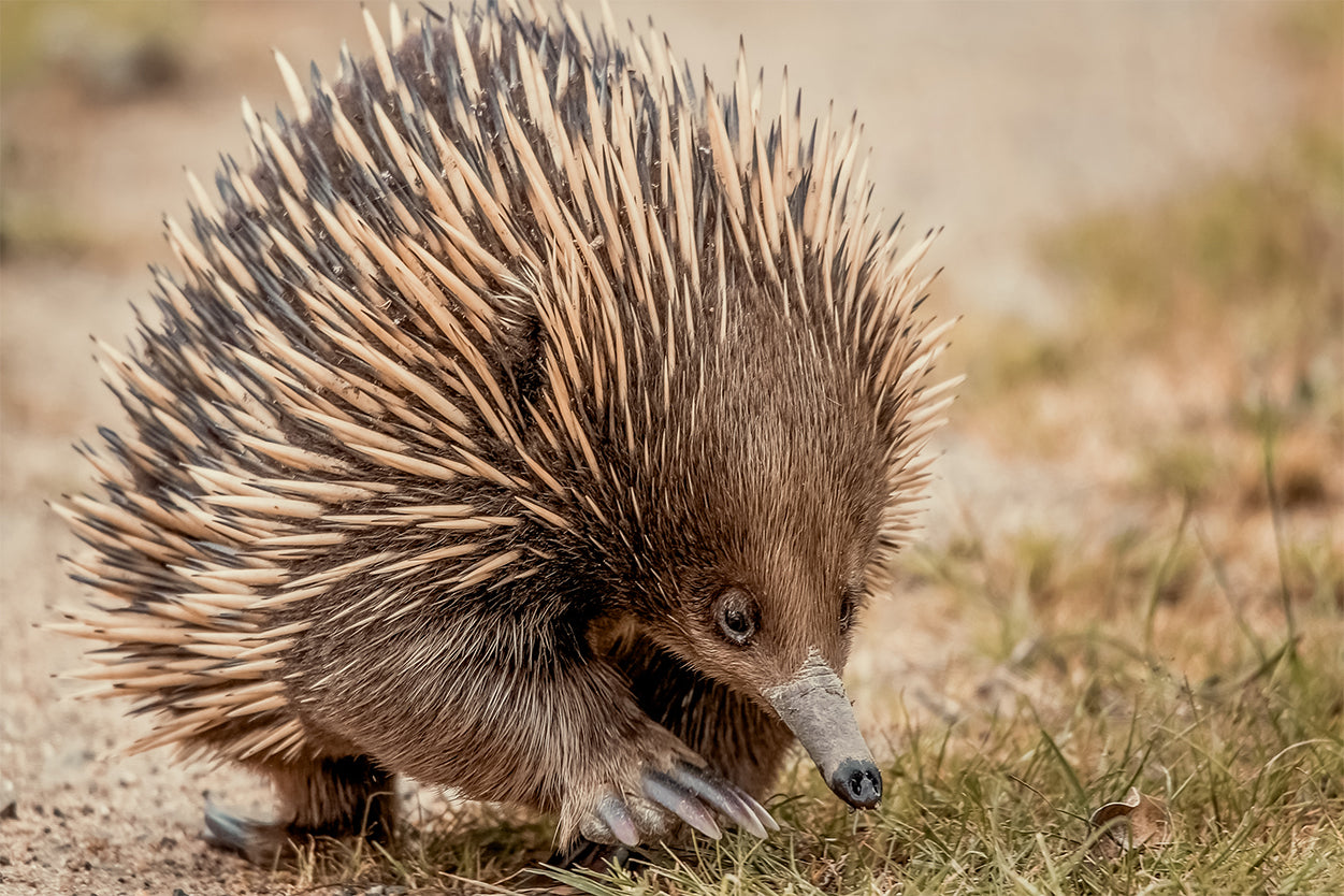 Echidna Australia Close-Up Wall Art Decor 100% Australian Made