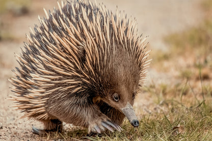 Echidna Australia Close-Up Wall Art Decor 100% Australian Made
