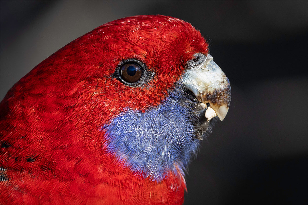 Crimson Rosella Canberra ACT Wall Art Decor 100% Australian Made