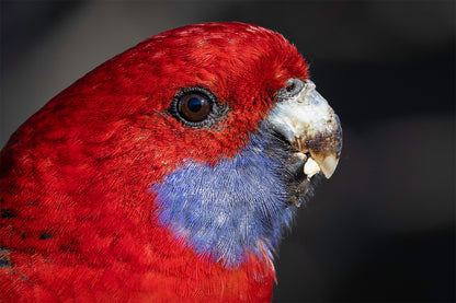 Crimson Rosella Canberra ACT Wall Art Decor 100% Australian Made