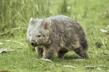 Wombat East Coast Tasmania Wall Art Decor 100% Australian Made