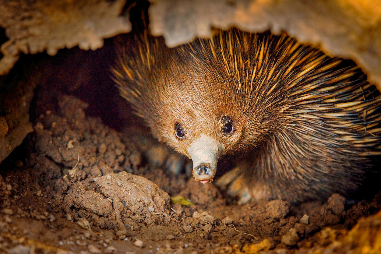 Short-Beaked Echidna Australia Wall Art Decor 100% Australian Made