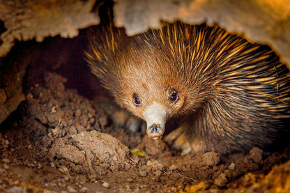 Short-Beaked Echidna Australia Wall Art Decor 100% Australian Made