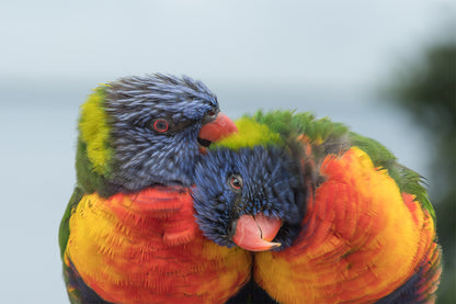 Pair of Rainbow Lorikeets Preening Australia Wall Art Decor 100% Australian Made