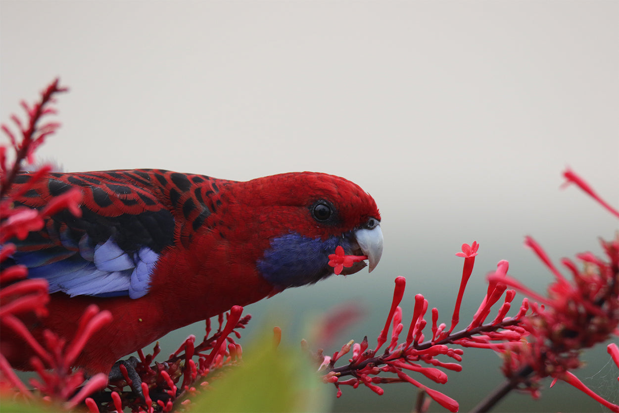 Crimson Rosella South Coast NSW Wall Art Decor 100% Australian Made