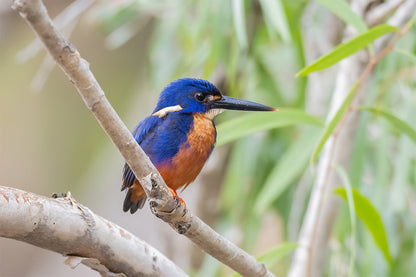 Azure Kingfisher Billabong Wall Art Decor 100% Australian Made