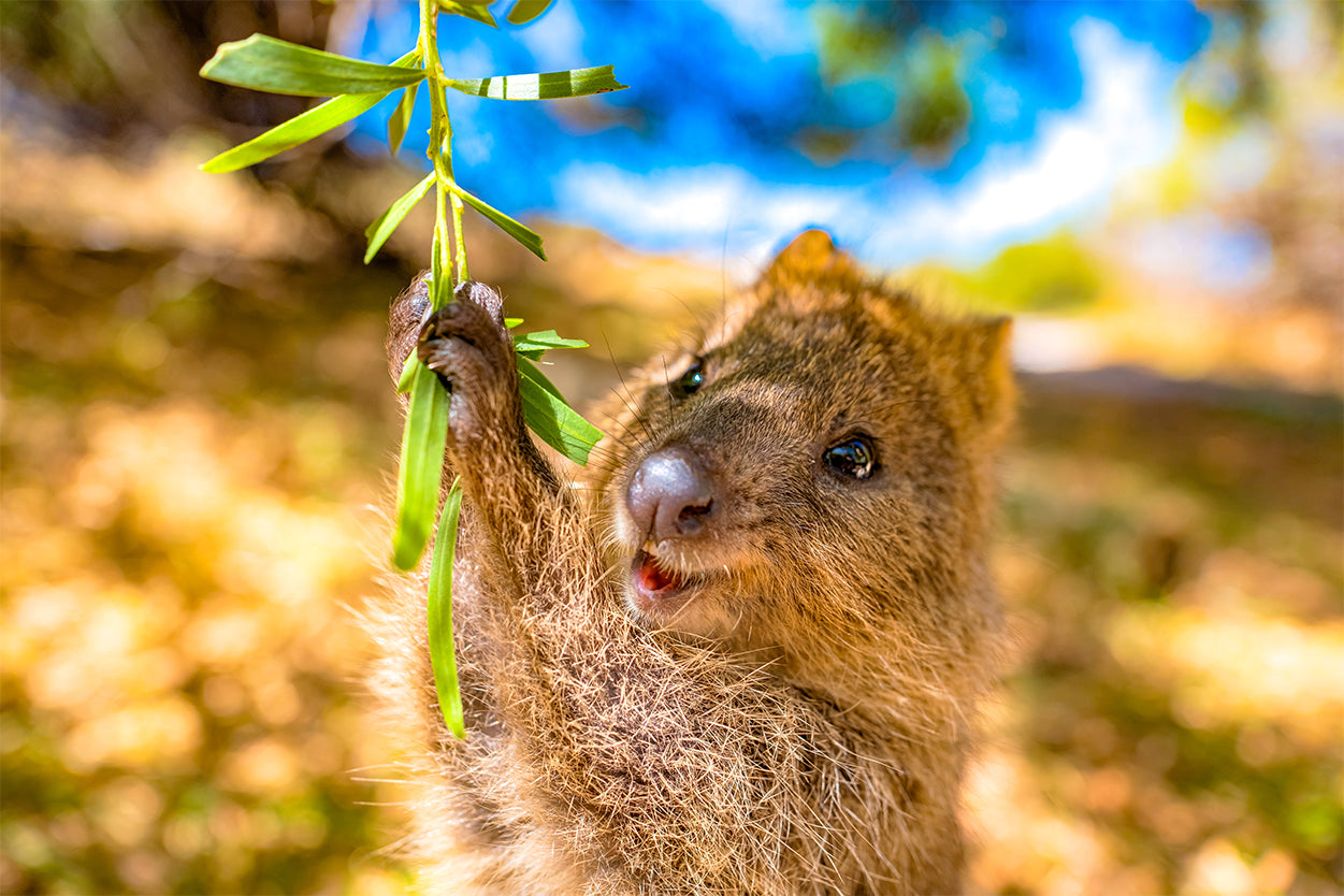 Quokka Rottnest Island Perth Western Australia Wall Art Decor 100% Australian Made