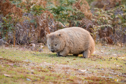 Common Wombat Navigating the Bushlands of Narawntapu National Park, Tasmania Wall Art Decor 100% Australian Made