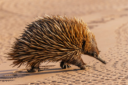 Wild Echidna Australia National Park Wall Art Decor 100% Australian Made
