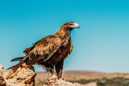 Striking Desert Perch Wedge Tailed Eagle Landmark Wildlife Australia Wall Art Decor 100% Australian Made