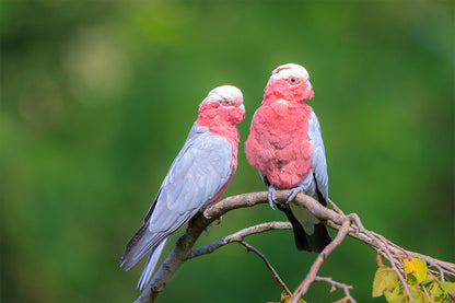 Rose Breasted Cockatoo Galah Australia Wall Art Decor 100% Australian Made