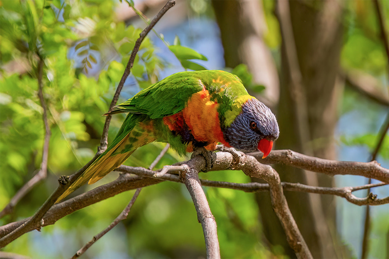 Vital Active Pollinator Rainbow Lorikeet Intact Forest Canopy Australia Wall Art Decor 100% Australian Made