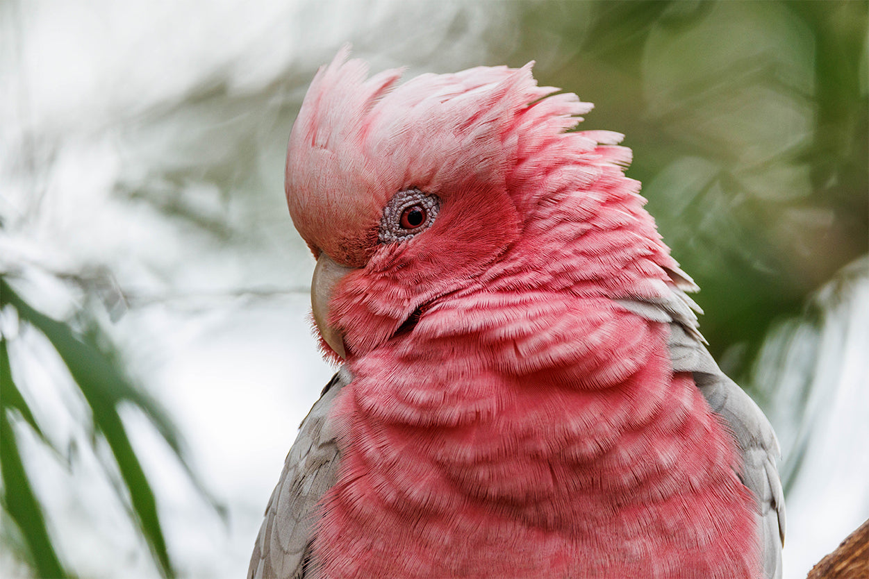 Galah Cockatoo Western Australia Wall Art Decor 100% Australian Made