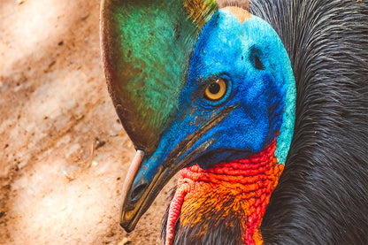Cassowary Bird Portrait Wall Art Decor 100% Australian Made
