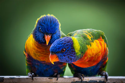 Iconic Pair Native Rainbow Lorikeet Parrot Wildlife Species Australia Wall Art Decor 100% Australian Made