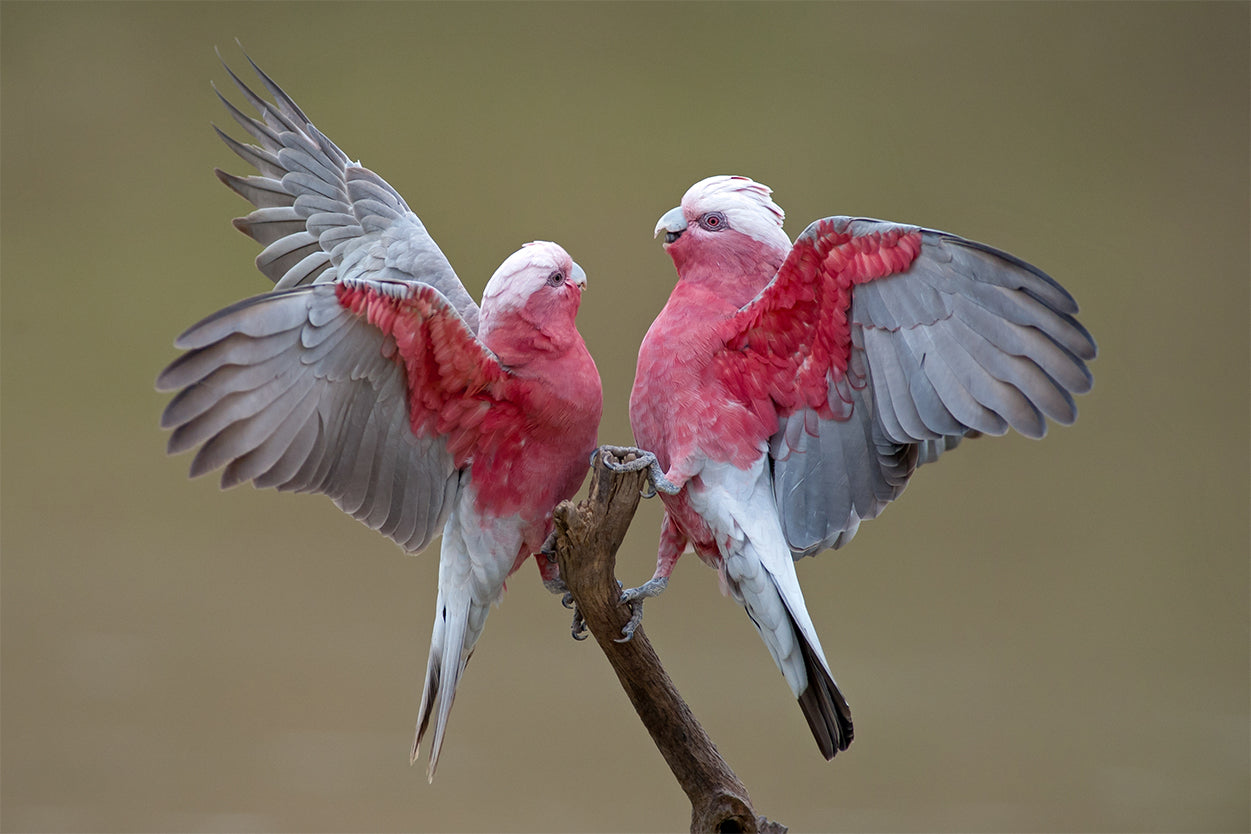 Galahs on Cooper Creek South Australia Wall Art Decor 100% Australian Made