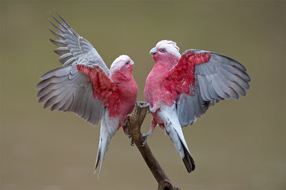 Galahs on Cooper Creek South Australia Wall Art Decor 100% Australian Made
