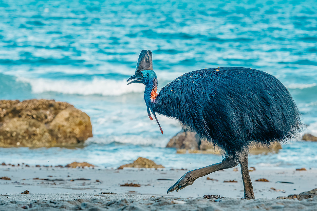 Southern Cassowary Striding Along the Sandy Beaches of Etty Bay, Queensland Wall Art Decor 100% Australian Made