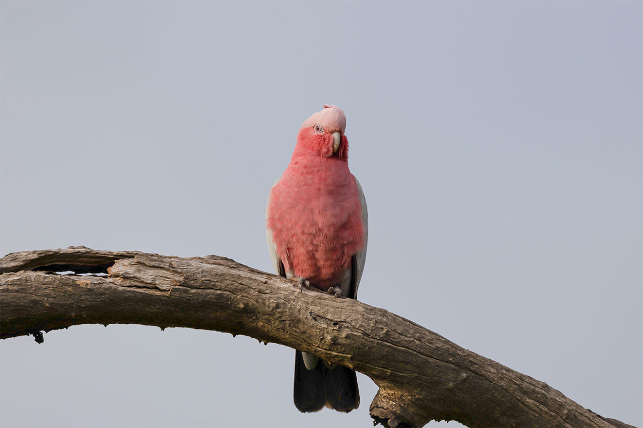 Grey and Pink Galah Perth Western Australia Wall Art Decor 100% Australian Made