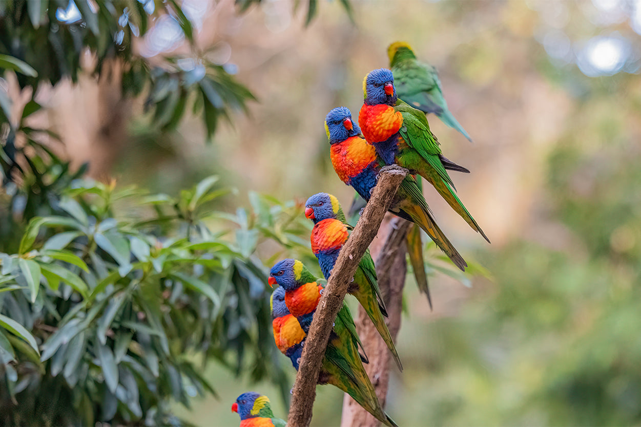 Major Environmental Rainbow Lorikeet Gathering Wild Tree Branch Australia  Wall Art Decor 100% Australian Made