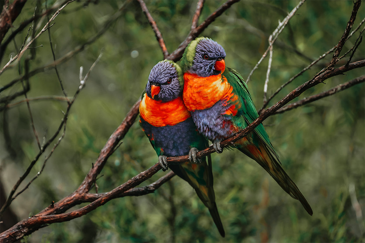 Rainbow Lorikeet Northern Queensland Wall Art Decor 100% Australian Made - Bella Home Decor