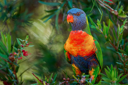 Vital Native Rainbow Lorikeet Pollinator Feeding Wild Bush Australia  Wall Art Decor 100% Australian Made