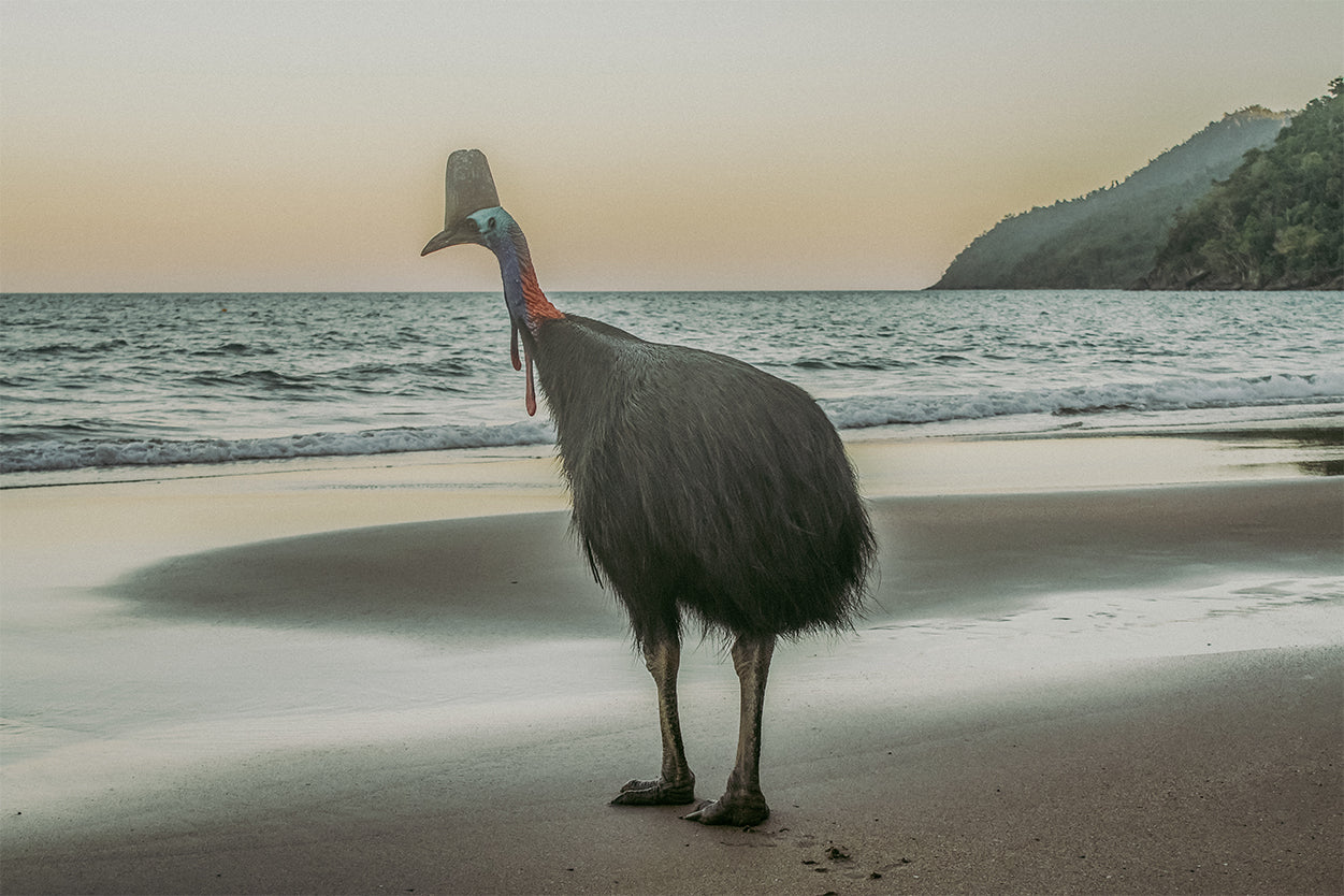 Southern Cassowary Etty Bay Queensland Wall Art Decor 100% Australian Made