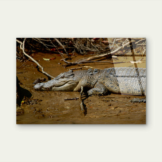Kakadu Estuarine Crocodile River Bank Acrylic Glass Printing Wall Art Australian Made Quality