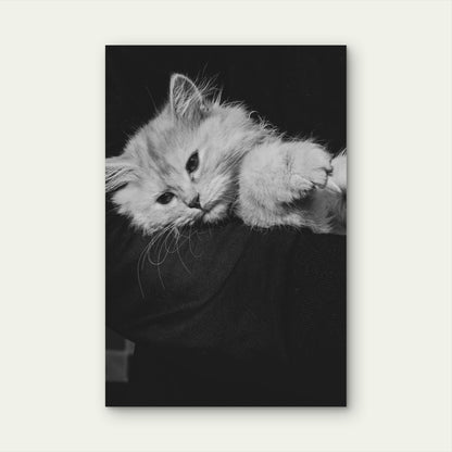 Persian Cat Resting on Dark Surface 40x60cm Metal Print Ready to Hang
