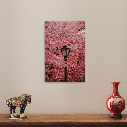 Antique Street Lamp Surrounded By Pink Cherry Blossoms 60x90cm Metal Print Ready to Hang