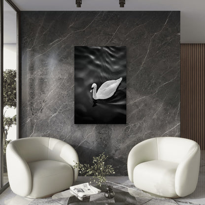 White Swan Floating On Top Of A Body Of Water 40x60cm Metal Print Ready to Hang