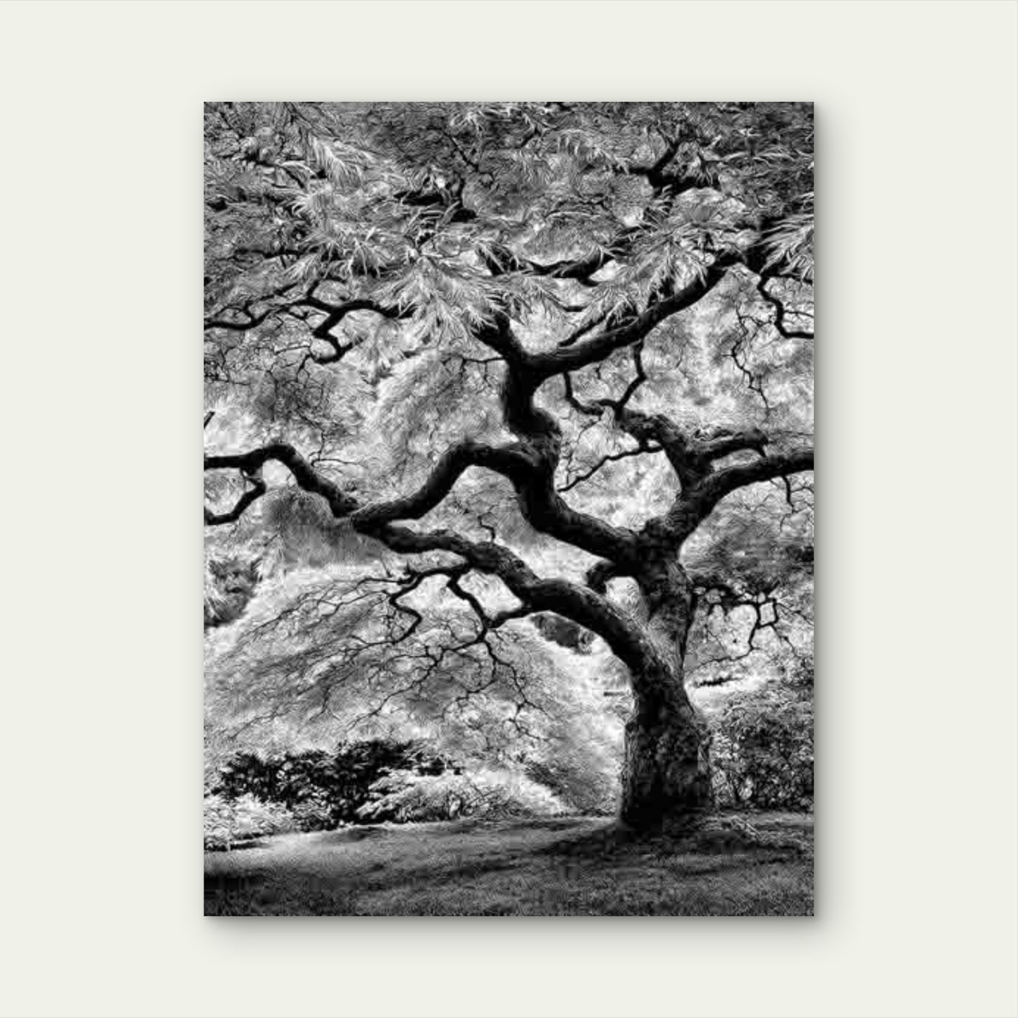 Black And White Manga Style Japanese Tree 40x60cm Metal Print Ready to Hang - Bella Home Decor