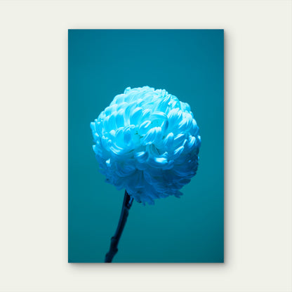 Chrysanthemum Flower Against Blue Background 40x60cm Metal Print Ready to Hang