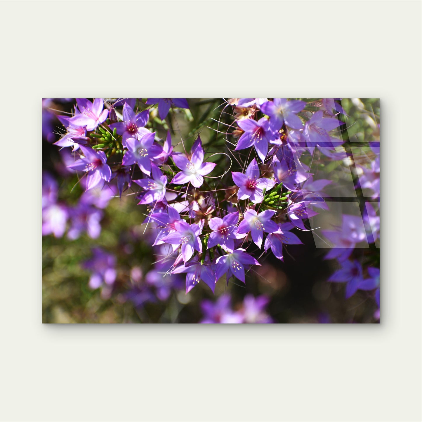 Aussie Calytrix Wildflowers Bush Glass Printing Wall Art Australian Made