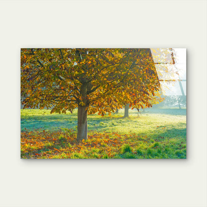 Golden Autumn Tree Tempered Glass Printing Wall Art Australian Made Quality