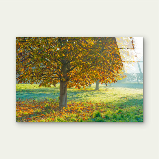 Golden Autumn Tree Tempered Glass Printing Wall Art Australian Made Quality