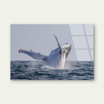 Breaching Humpback Whale Ocean Splash Acrylic Glass Printing Wall Art Australian Made Quality